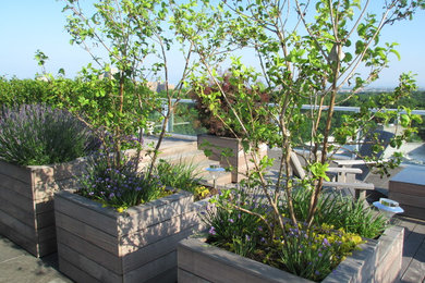 Design ideas for a contemporary full sun rooftop stone formal garden in New York.
