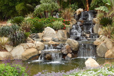 サンディエゴにあるトロピカルスタイルのおしゃれな庭の写真