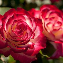 rosaceae's ideas