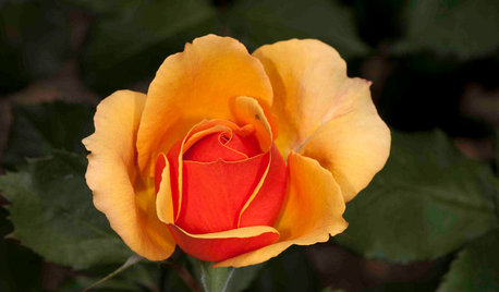 5 Exotic Rose Colors for a Beautifully Different Garden