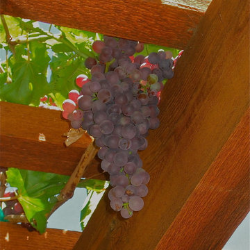 Grape Arbor Bounty