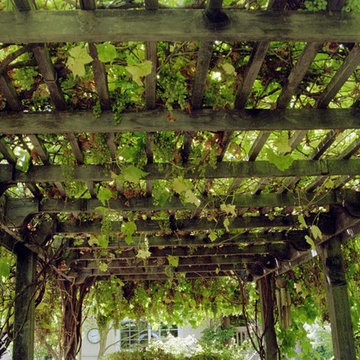 Grape Arbor - Overhead