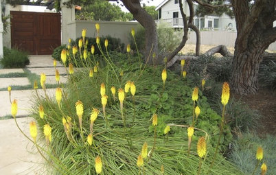 Great Design Plant: Red-Hot Poker