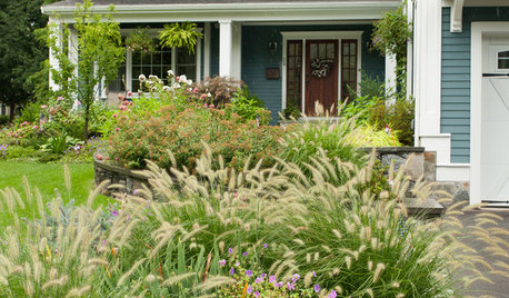 Great Design Plant: Lively Fountain Grass Thrives Just About Anywhere