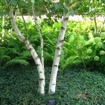 Gray Birch