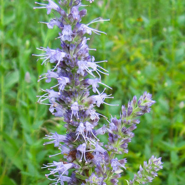 Great Design Plant: Anise Hyssop - A Treat for Black Licorice Lovers
