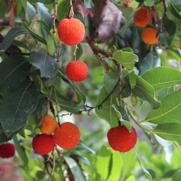 Great Design Plant: Arbutus 'Marina'