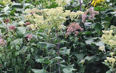 Great Design Plant: Pale Indian Plantain Stands Tall and Proud