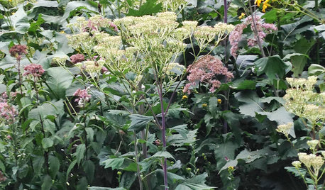 Great Design Plant: Pale Indian Plantain Stands Tall and Proud