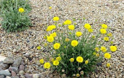 Great Design Plant: Desert Marigold Cheers Up Hot, Dry Areas