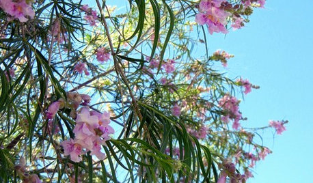 Great Design Plant: Paint the Summer Landscape With Desert Willow