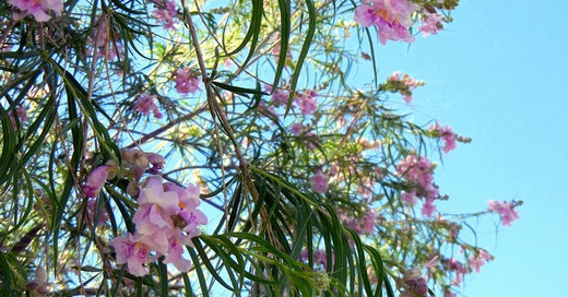 Great Design Plant: Paint the Summer Landscape With Desert Willow