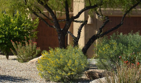 Great Design Plant: Feathery Cassia for Fragrance in Arid Gardens
