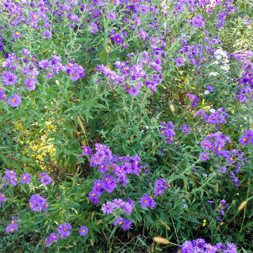 Great Design Plant: New England Aster Ushers in Fall