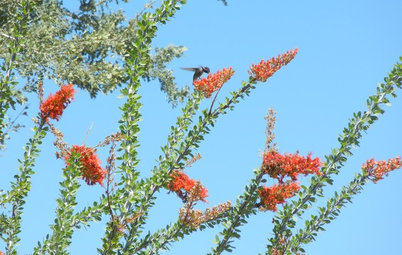 Great Design Plant: Ocotillo for High-Reaching Flair
