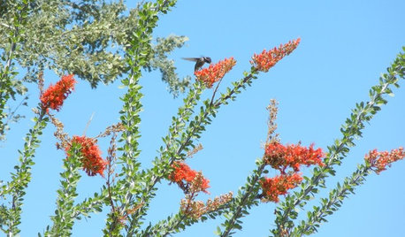 Great Design Plant: Ocotillo for High-Reaching Flair