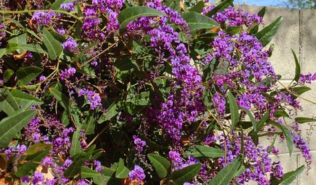 Great Design Plant: Lilac Vine for a Purple Profusion in Winter