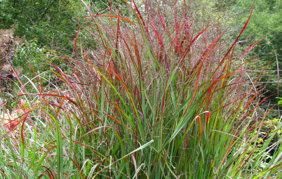 Great Design Plant: 'Shenandoah' Switchgrass