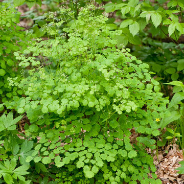 Great Design Plant: Thalictrum dioicum Thrives in Dry Shade
