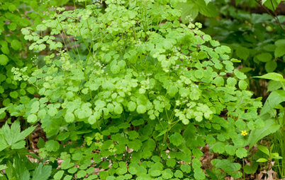 Great Design Plant: Thalictrum Dioicum Thrives in Dry Shade