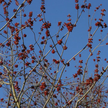 Great Design Plants: Acer rubrum