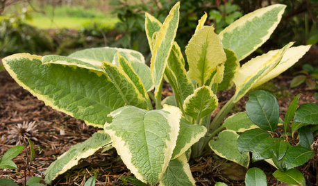 Great Design Plant: Axminster Gold Comfrey for Sun or Shade