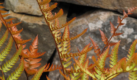 Great Design Plant: Autumn Fern Adds Color All Year