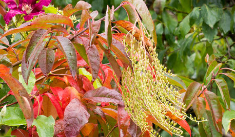 Great Design Plant: Sourwood Brings Fiery Fall Color