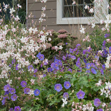 Plant combinations