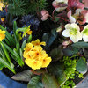 9 Beautiful Early Spring Container Gardens