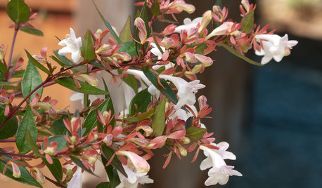 Great Design Plant: Glossy Abelia for Year-Round Beauty