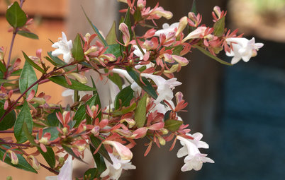 Great Design Plant: Glossy Abelia for Year-Round Beauty
