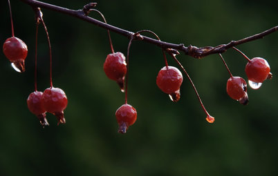 Feed the Birds: 6 Plants for Abundant Winter Berries