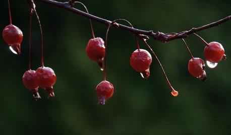 Feed the Birds: 6 Plants for Abundant Winter Berries