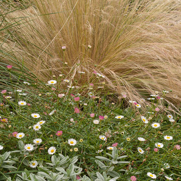 Great Plant Combinations