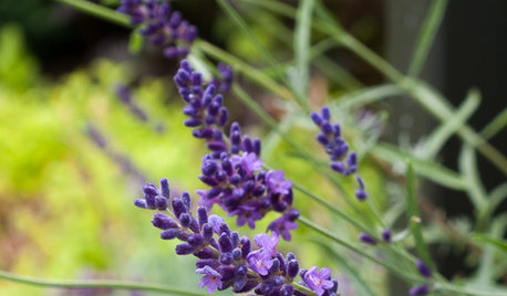Profumi Naturali: 8 Piante per Sperimentare l’Aromaterapia in Balcone