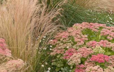 Great Garden Combo: 3 Soft-Looking Plants for a Dry Climate