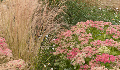 Great Garden Combo: 3 Soft-Looking Plants for a Dry Climate
