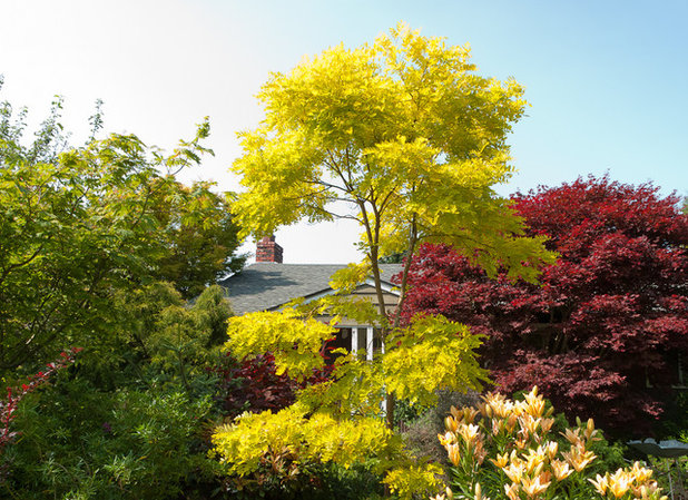 8 Gartenbäume, die gut mit dem Klimawandel zurechtkommen