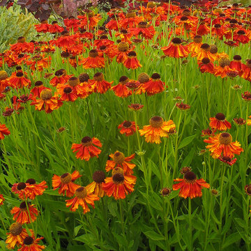 Great Plant Combinations