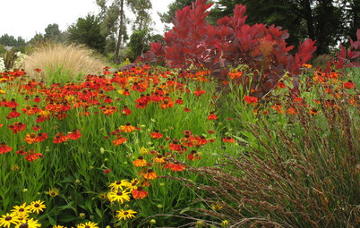 Want a More Colorful, Natural Garden? Try a Perennial Meadow