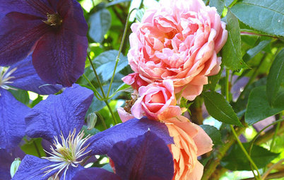 Great Garden Combo: Rose + Clematis for Small-Space Impact