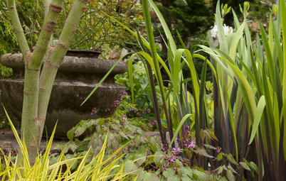 A Great Spring Plant Combo for Dappled Shade