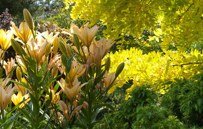 Great Garden Combo: 3 Wonderful Plants for a Deer-Resistant Screen