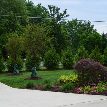 Green Giant Arborvitae Landscaping - Photos & Ideas | Houzz