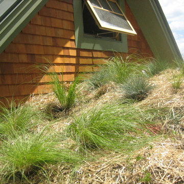 Green Roof Grasses