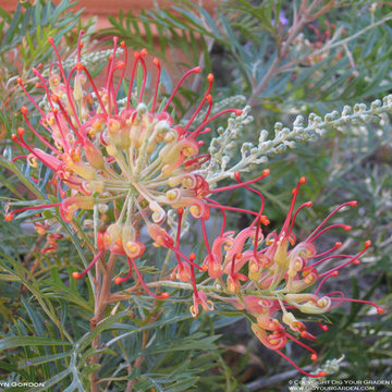 Grevillea 'Robyn Gordon' Closeup