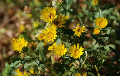 Great Design Plant: California Grindelia Species for Beneficial Insects