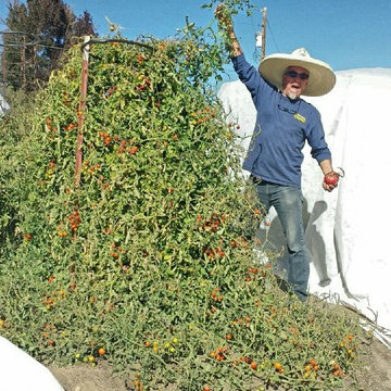 Growing Big Tomatoes In Nevada!