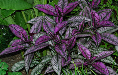 9 Plants With Amazing Foliage for Summer